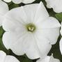 Wave White Wave Petunia Jumbo 6 pack 17.99 sale price